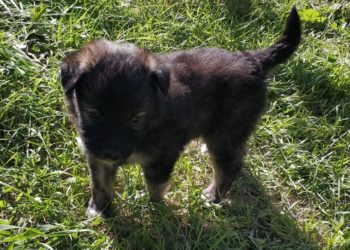 Щенкам бездомной собаки из Новосибирской области ищут семью