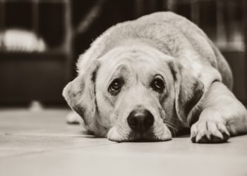 Открытые ресурсы