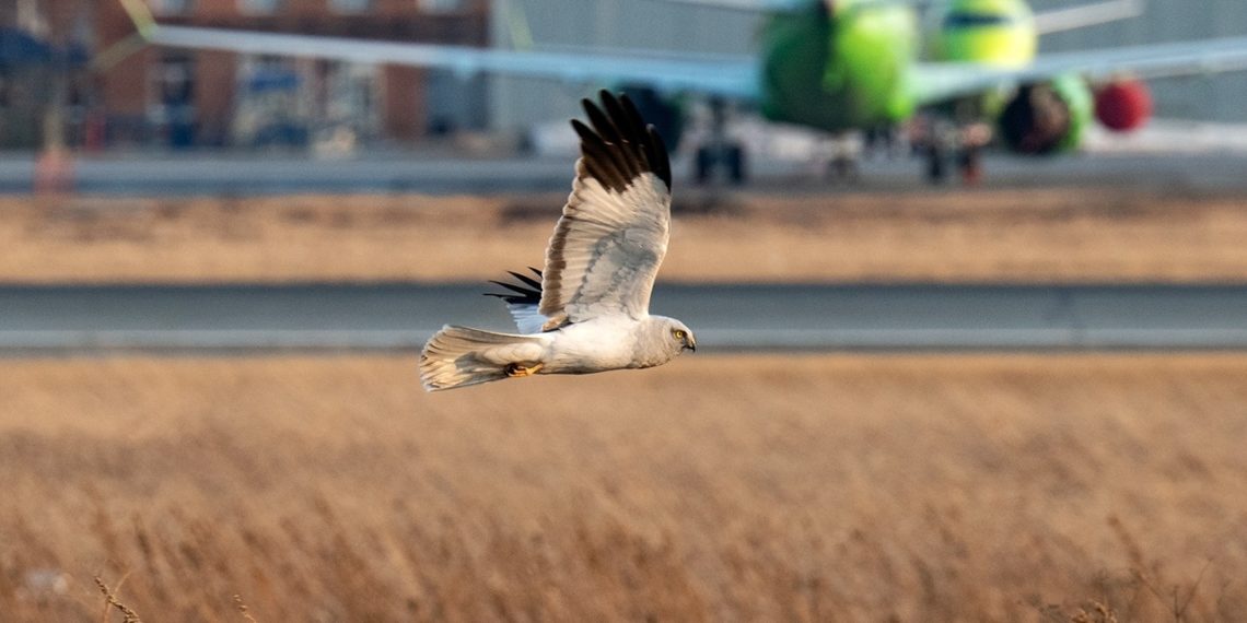 Николай Енин