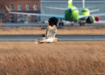 Николай Енин