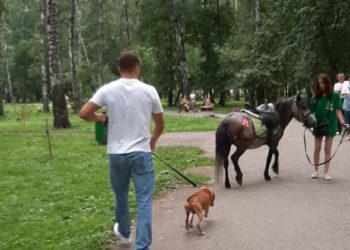 Бойцовый пес чуть не разорвал пони в Новосибирске