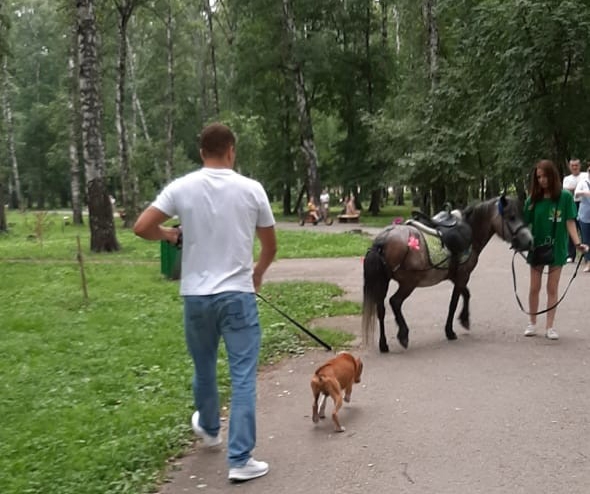 Бойцовый пес чуть не разорвал пони в Новосибирске
