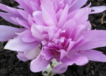 Любовь Шаповаленко, Сергей Пермин