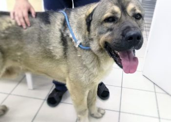 предоставлены ветклиникой "Энималз"