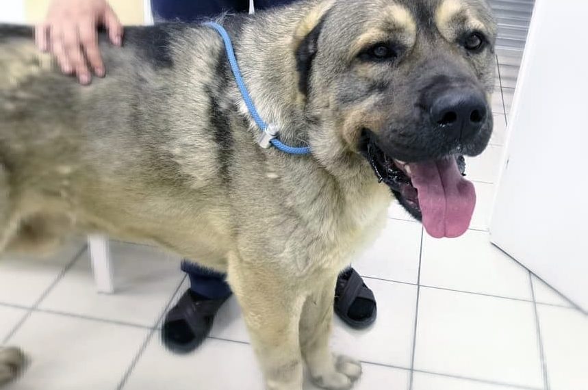 предоставлены ветклиникой "Энималз"