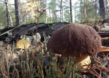 vk.com/ohota__i__ribalka