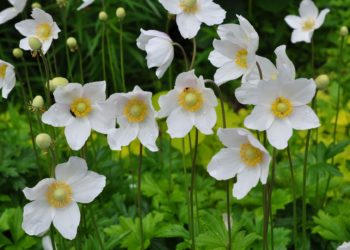 Открытые ресурсы