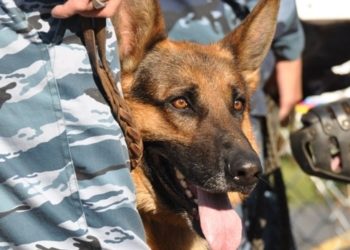 гуфсин по нсо