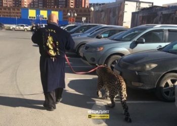 Леопард бродит на парковке торгового центра в Новосибирске