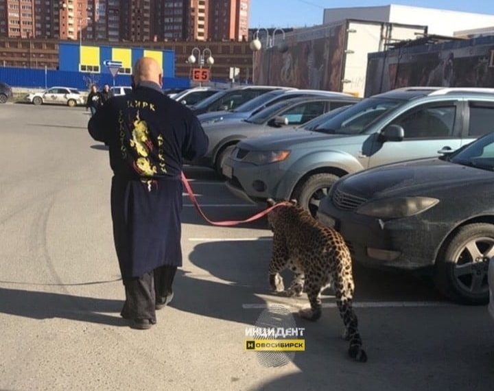 Леопард бродит на парковке торгового центра в Новосибирске