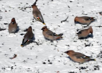 Алексей Яновский