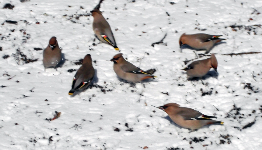 Алексей Яновский