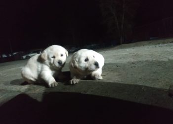 Пес новосибирских спасателей ищет новый дом