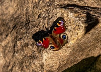 Валерий Панов, Николай Енин