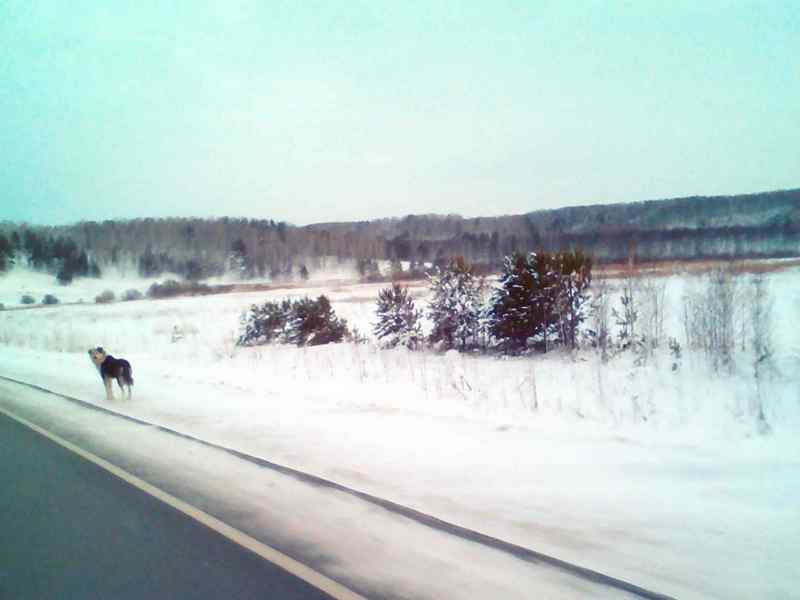 Брошенный друг человека несколько месяцев ждет возращения хозяев под Новосибирском