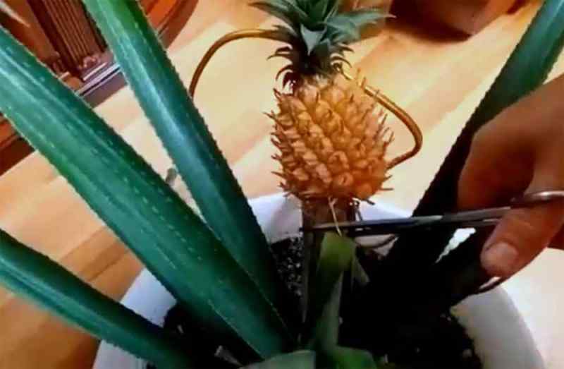 Ананасы созрели к зиме в Новосибирской области
