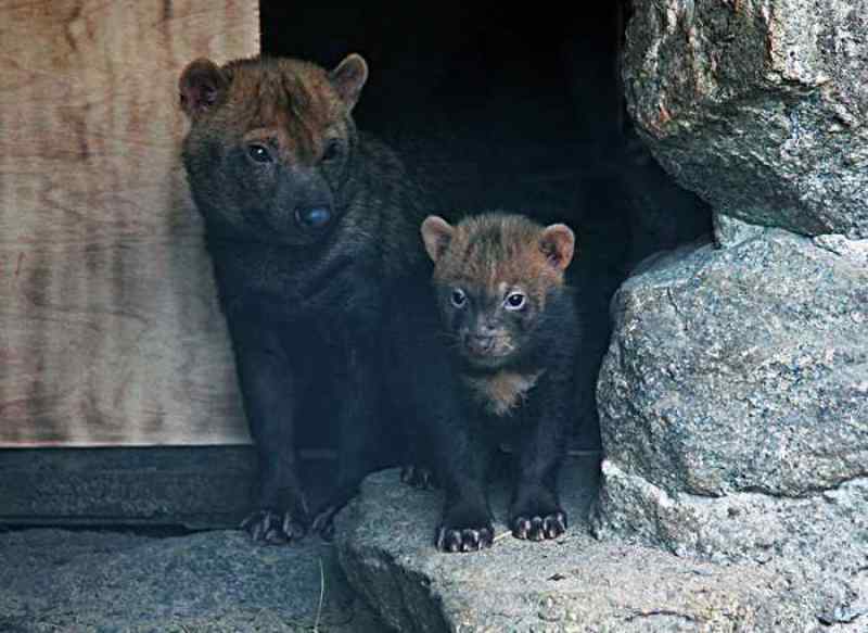 новосибирский зоопарк