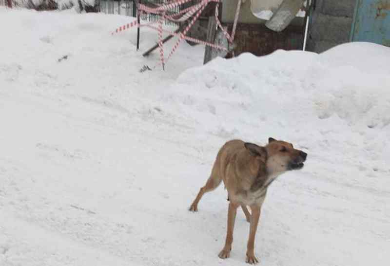 Елена Степанова, Гу мчс по нсо