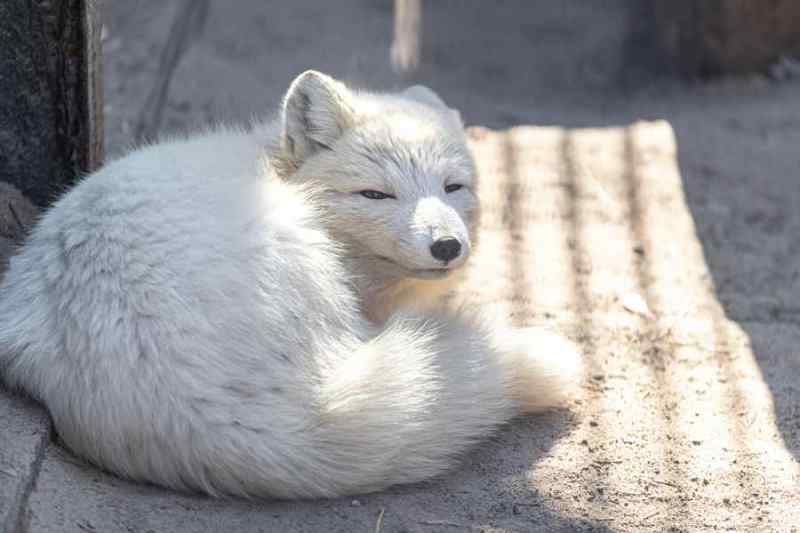 новосибирский зоопарк