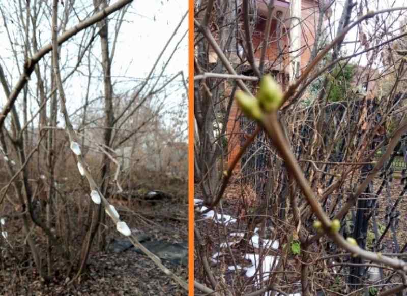 Сирень в ноябре пробудилась набухшими почками в Новосибирске
