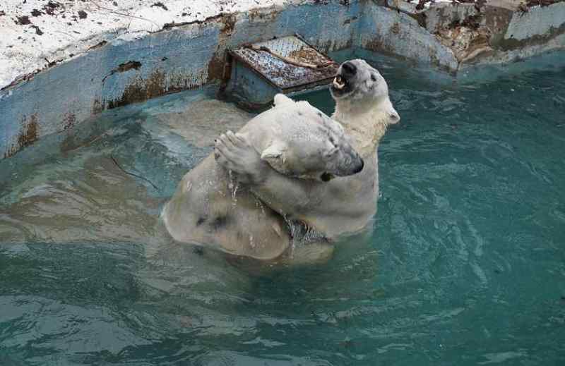 Камлеш Норико