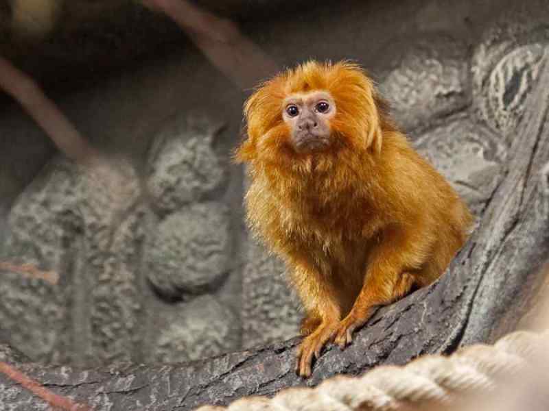 новосибирский зоопарк