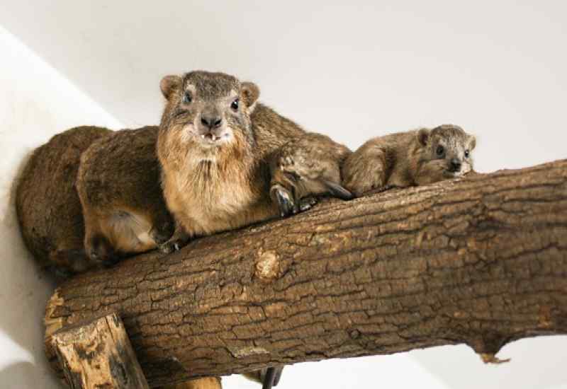 новосибирский зоопарк