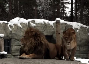 Новосибирские львы показали, что такое любовь