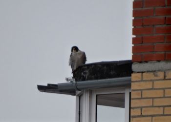 Шлюз.Новосибирск