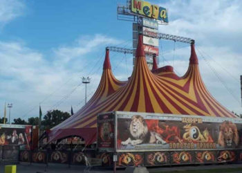 «Золотой дракон» проиграл новосибирской зоозащитнице в суде