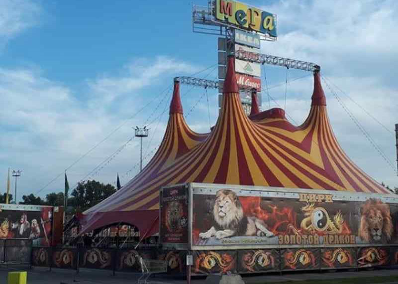 «Золотой дракон» проиграл новосибирской зоозащитнице в суде