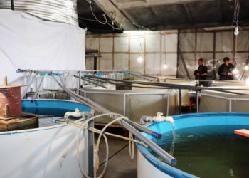 Рыбный гибрид пелчирмук выведен в Новосибирской области при помощи господдержки