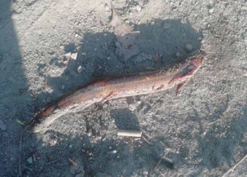 Загадочную рыбу выловил новосибирец из Оби