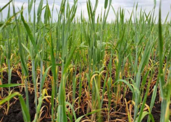 МИНСЕЛЬХОЗ НСО