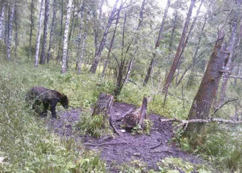 Бурый медведь перепугал жителей села в Новосибирской области