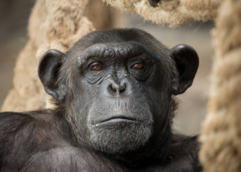 Ученый оценил вероятность попадания оспы обезьян в Россию