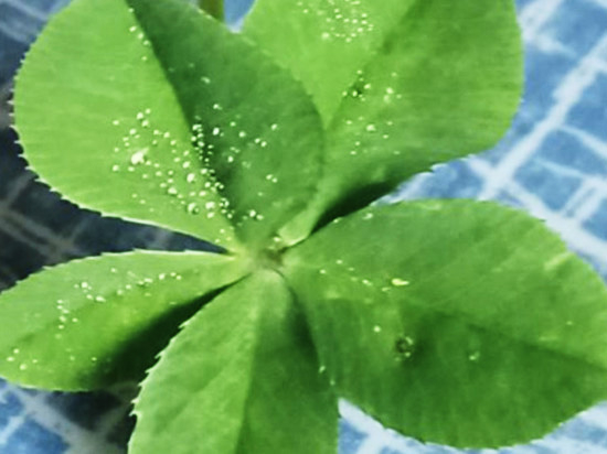 Новосибирец готов расстаться с пятилистным клевером за 5 млн рублей