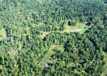 Андрей Травников: На примере Караканского бора надо выработать образцовую модель в сфере лесных отношений