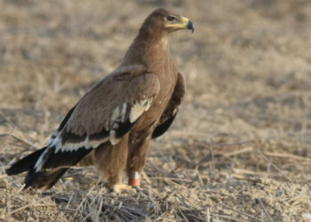 В Новосибирске собирают деньги на кольцевание орлов