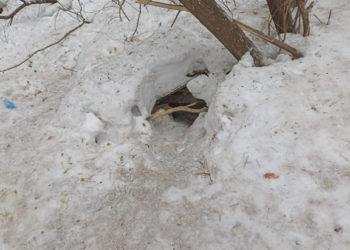 мэрия Новосибирска