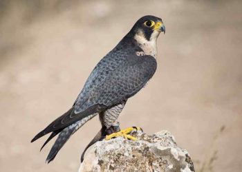 CARLOS DELGADO / ВИКИПЕДИЯ