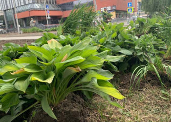 green.novo-sibirsk.ru