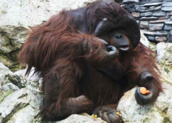 Новосибирский зоопарк