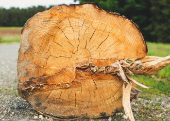 unsplash.com / Markus Spiske