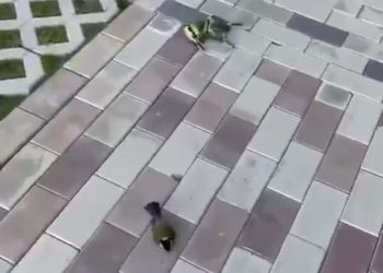 скриншот видео