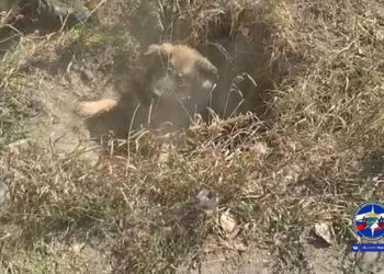 Запутавшаяся в проводах собака неделю прожила в колодце