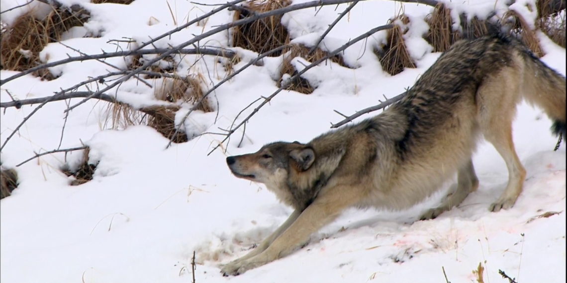 Голова пещерного волка из Сибири подарила миру научное открытие