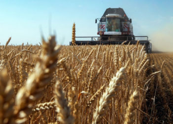 Урожай зерна в Новосибирской области превысил прогнозы – собрано 3,4 млн тонн