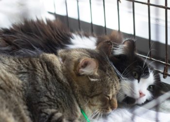 Ждут хозяина. Фоторепортаж с новосибирской раздачи бездомных кошек «День хвоста»