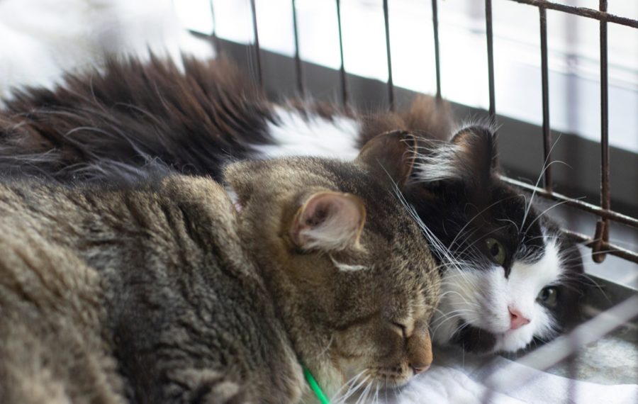 Ждут хозяина. Фоторепортаж с новосибирской раздачи бездомных кошек «День хвоста»